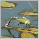 Anax imperator - Grosse Koenigslibelle w02.jpg